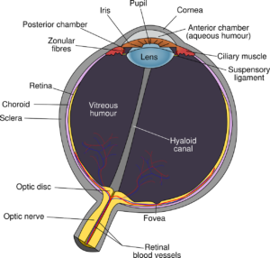 eye, diagram, eyeball-39998.jpg